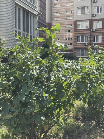 
  Продается 2-комн. квартира, 66 м², Крылова ул, д. 15к1
. Фото 6.