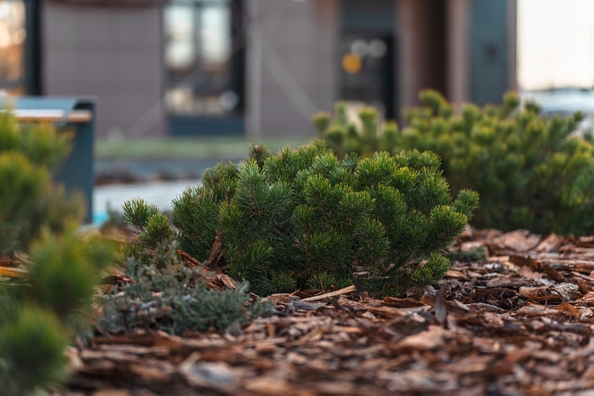 
  Продается студия 23.58 м², в ЖК Флора, литера 3.1. Фото 29.