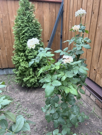 
  Продается дом, 135 м², Ростов-на-Дону
. Фото 40.